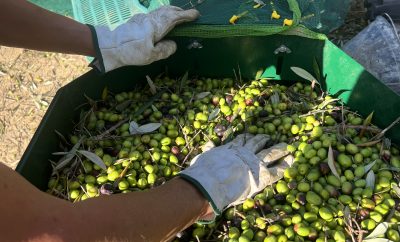 Wine, Olive Oil & Scenic Nature: Culinary and Outdoor Experiences at Castello Mandrea